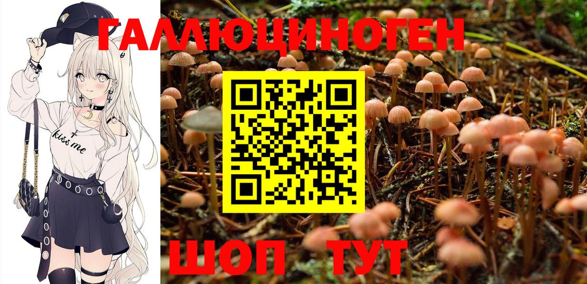 Галлюциногенные грибы Psilocybine cubensis  Псилоцибиновые грибы GOLDEN TEACHER  Канаш  Вход с VPN 